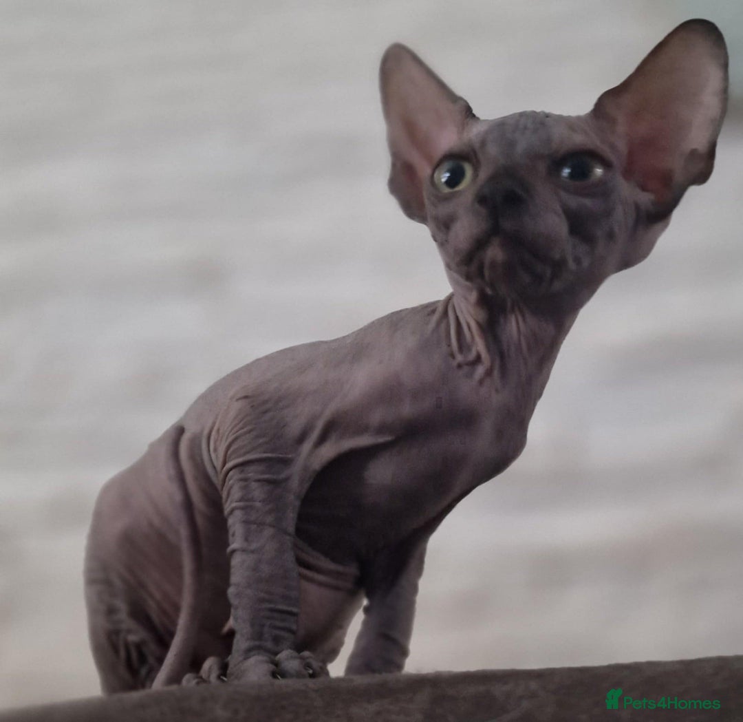 Sphynx cats for sale: Beautiful litter of kittens ❤️ HCM clear 🔥 in Leicester - Image 16