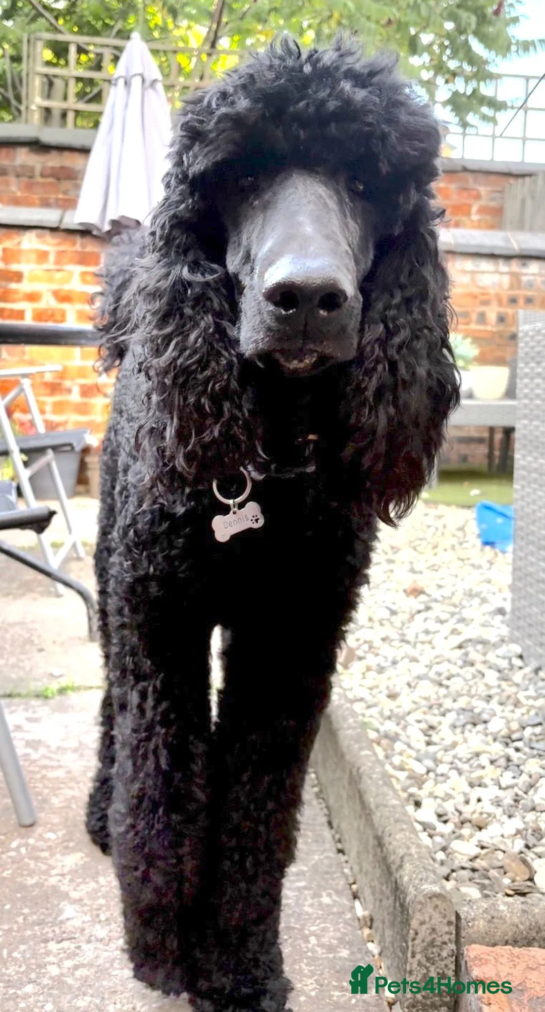 Standard Poodle dogs for sale: Loveable boy needs a new loving home  - Advert 3