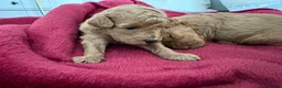 Cockapoo dogs for sale: Beautiful miniature cockapoo puppies  - Advert 4