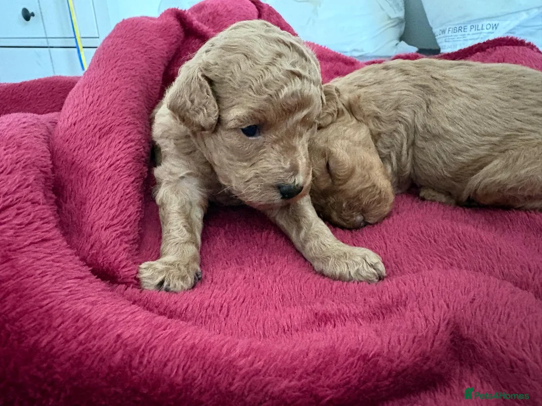 Cockapoo dogs for sale: Beautiful miniature cockapoo puppies  - Advert 4