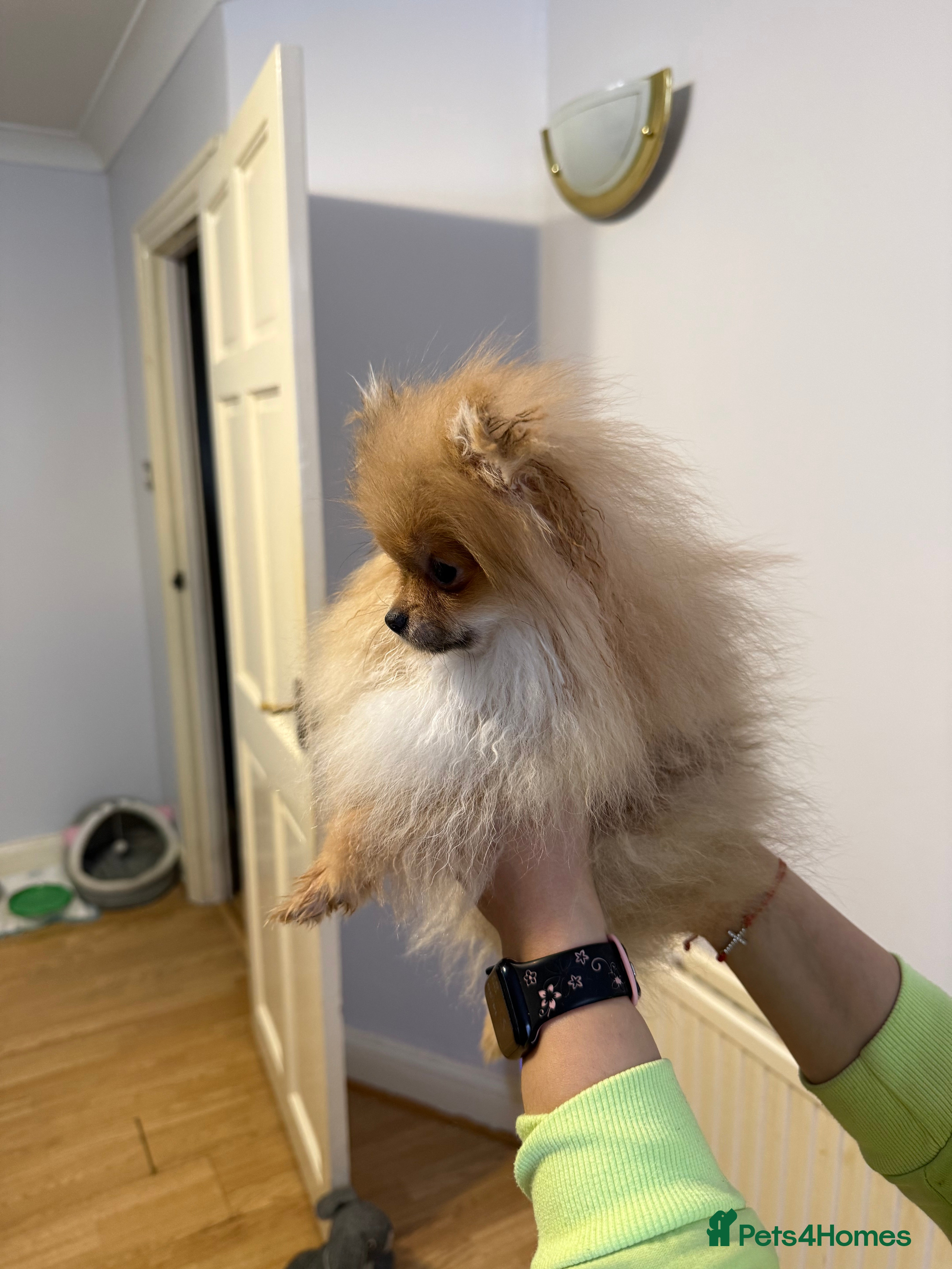 Pomeranian dogs Pomeranian  - Advert 16