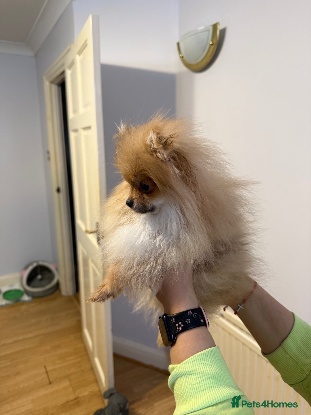 Pomeranian dogs for sale: Mini Pomeranian  - Advert 2