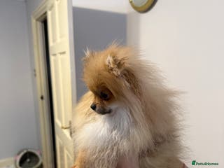 Pomeranian dogs Pomeranian - Advert 16