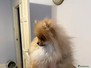 Pomeranian dogs Pomeranian - Advert 18