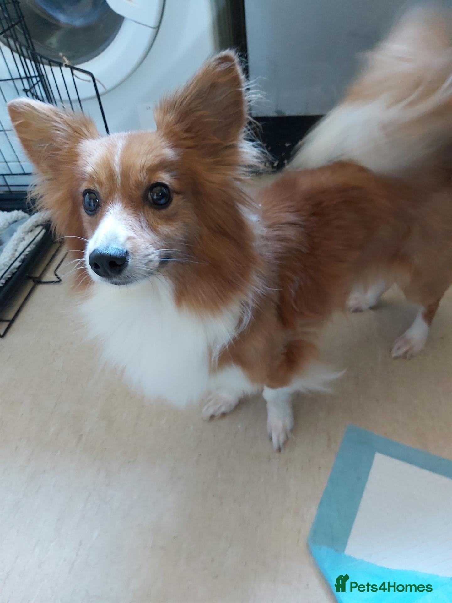 Mixed Breed dogs Corgi x pomeranian  - Advert 1