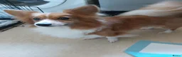 Mixed Breed dogs for sale: Corgi x pomeranian  - Advert 1