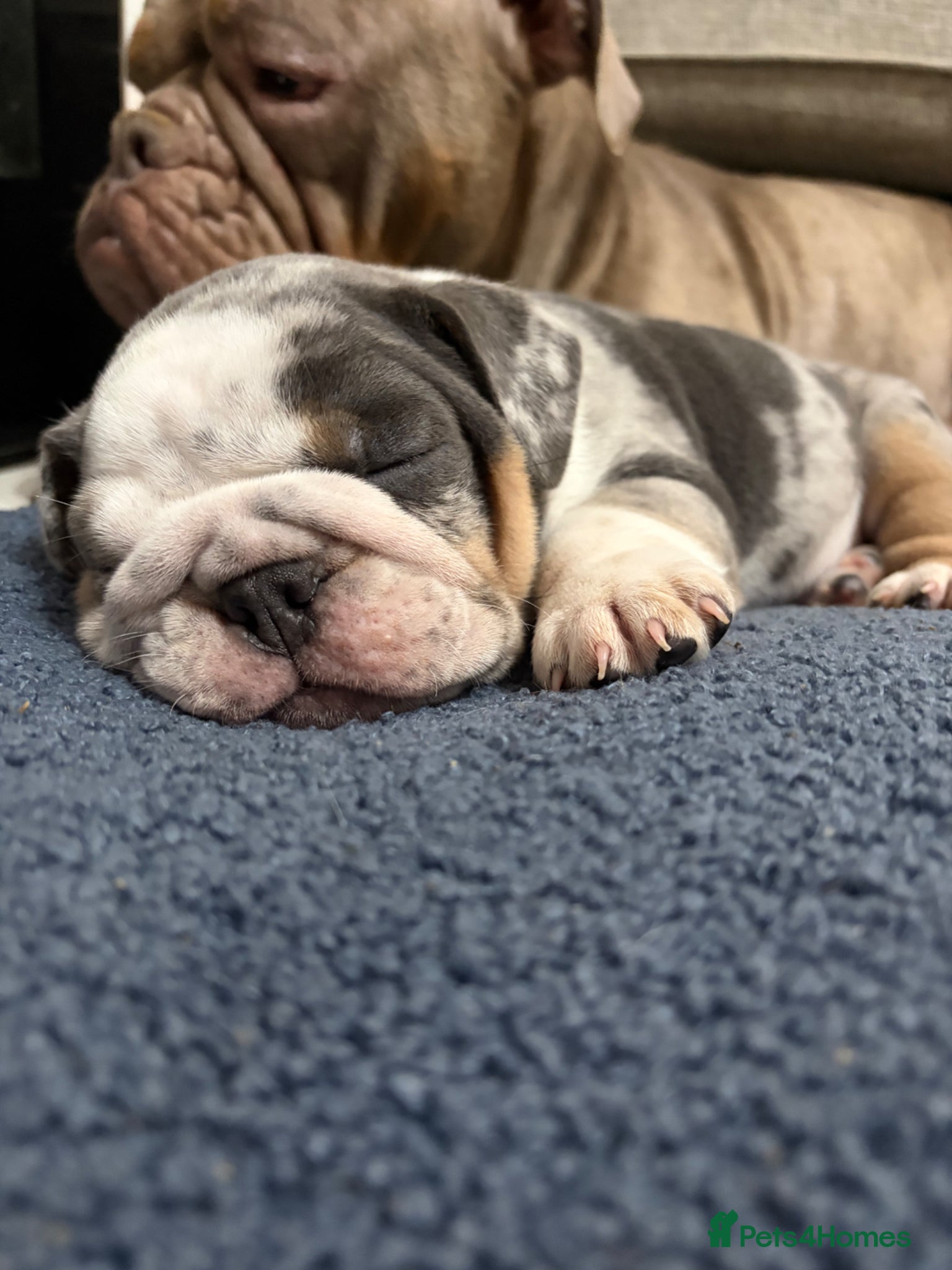 Mixed Breed dogs Olde English bulldog puppies  - Advert 9