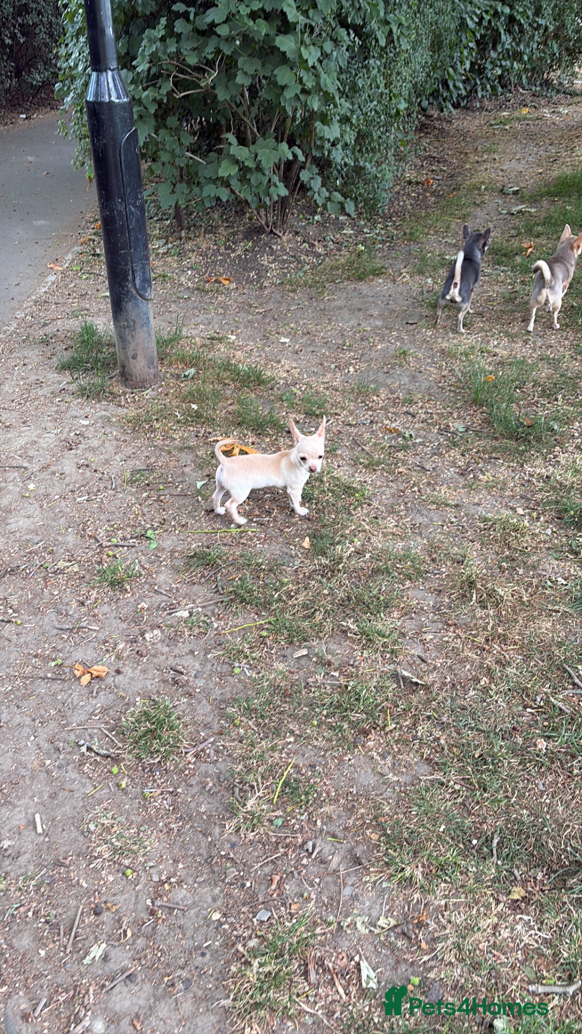 Chihuahua dogs for sale: 1 boy left - Advert 4