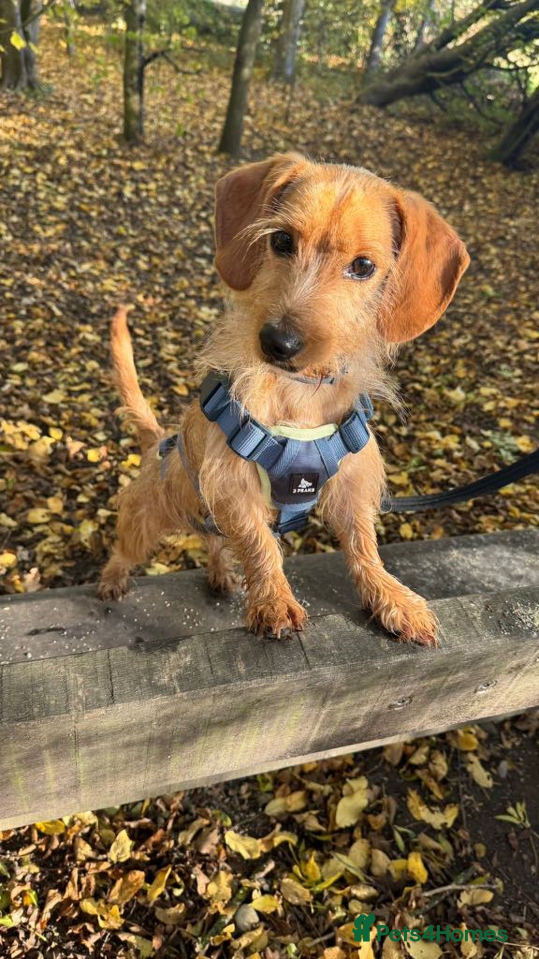 Dachshund dogs for adoption: Cheeky pup, Toby is in Romford, Essex - Image 3