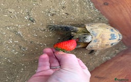 Tortoise reptiles for sale: Horsefield Tortoise and set up - Image 7