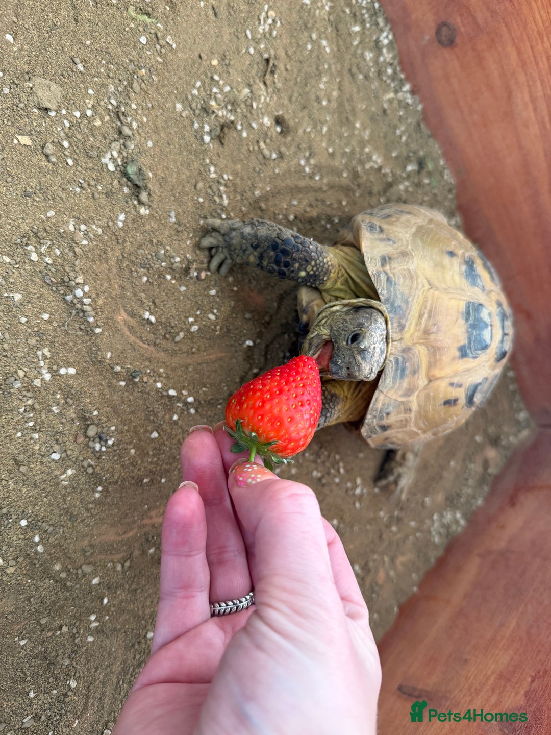 Tortoise reptiles for sale: Horsefield Tortoise and set up - Image 7