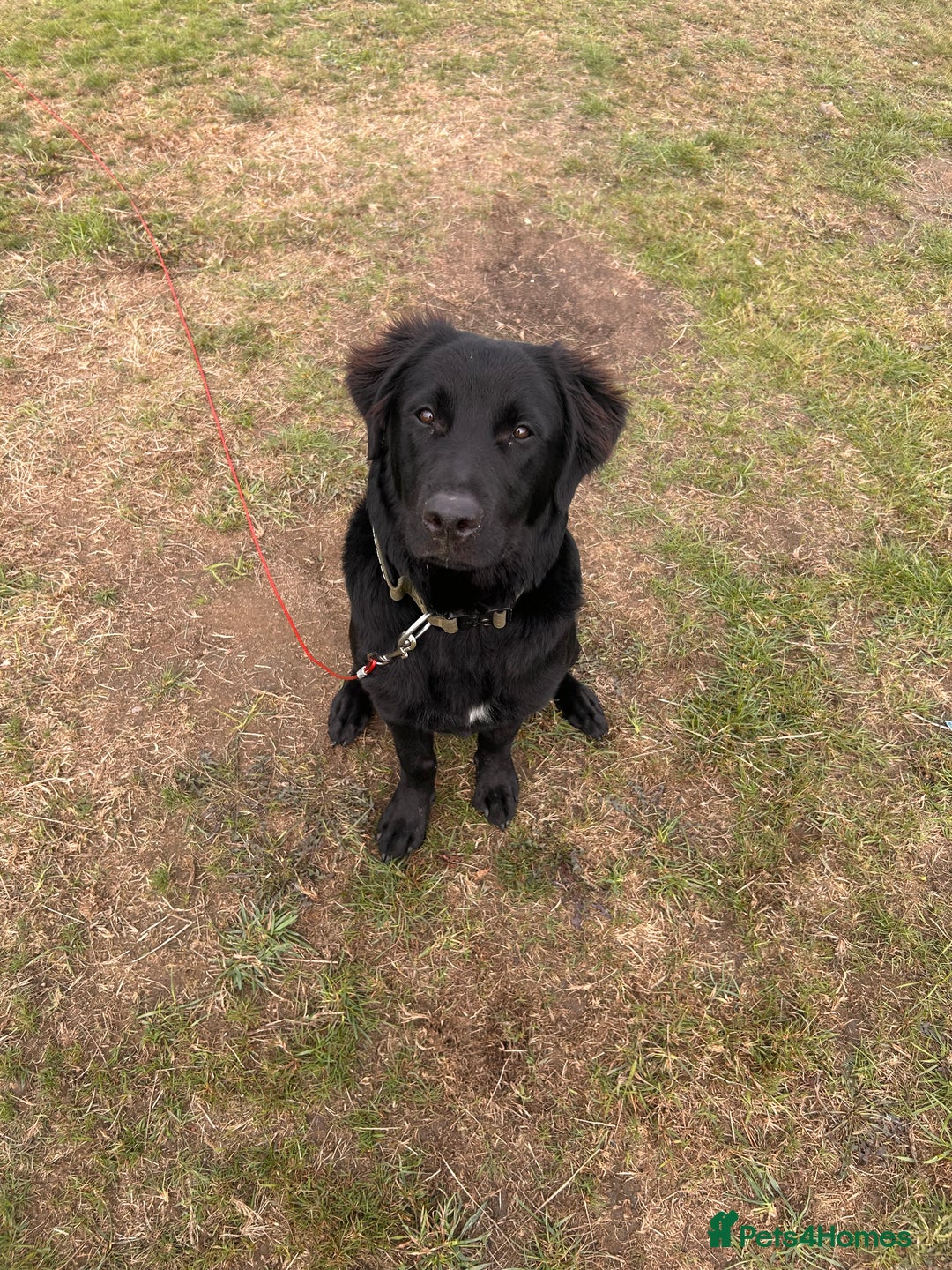 Mixed Breed dogs for sale: Border collie for sale - Advert 1