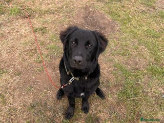 Mixed Breed dogs Border collie for sale - Advert 21