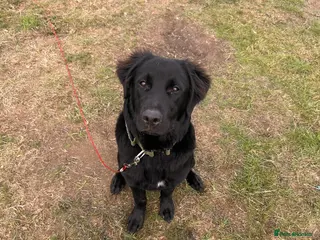Mixed Breed dogs Border collie for sale - Advert 10