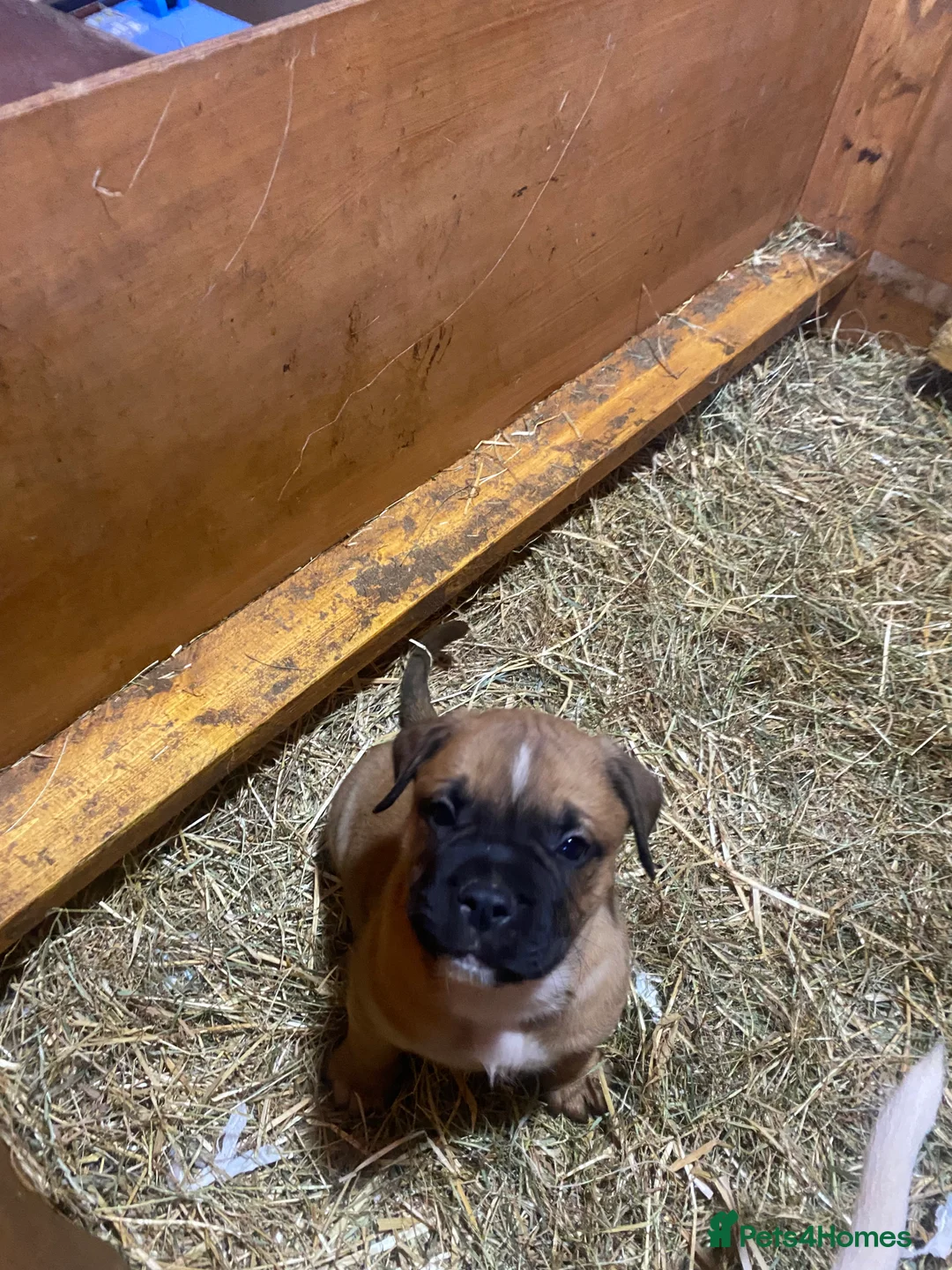 American Bulldog dogs for sale: American bulldog  - Advert 32