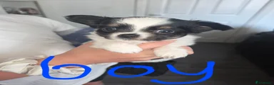 Chihuahua 2