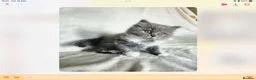 British Shorthair cats for sale: GCCF reg British kittens  - Advert 13