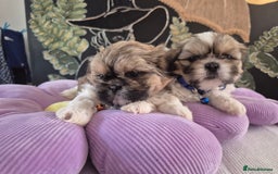 Shih Tzu dogs for sale: Cute Shih-Tzu puppies😍😍😍 - Image 8