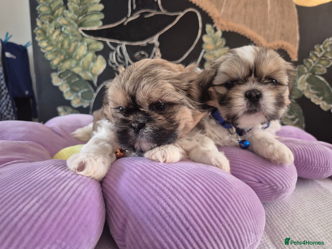 Shih Tzu dogs for sale: Cute Shih-Tzu puppies😍😍😍 - Image 8