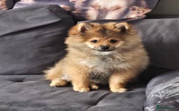 Pomeranian dogs for sale: Pomeranian  - Image 8