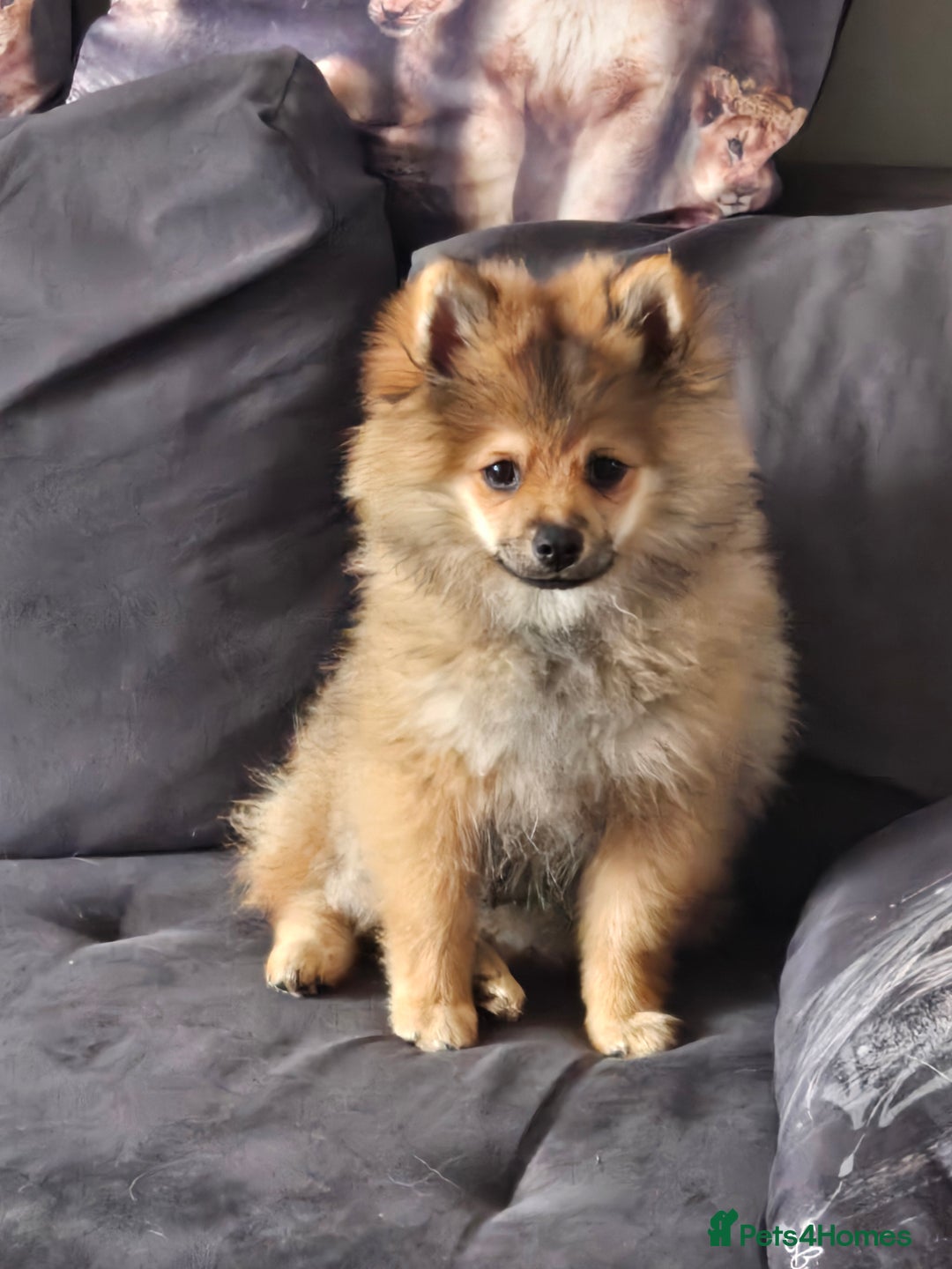 Pomeranian dogs for sale: Pomeranian  - Image 8