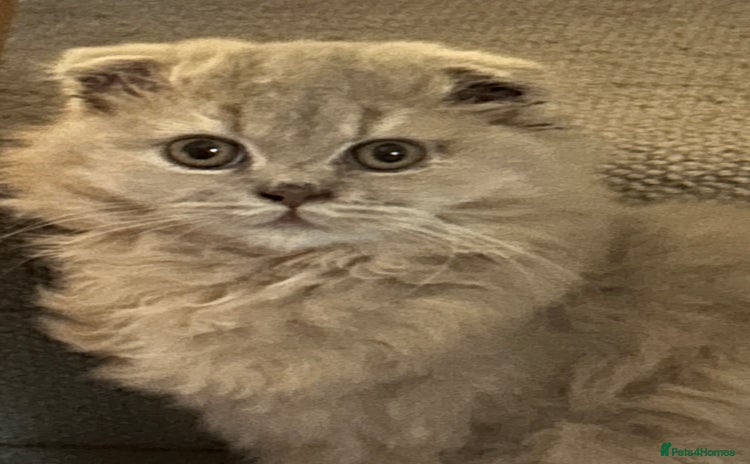 Scottish Fold cats - Advert 1