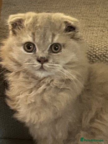 Scottish Fold cats - Advert 1