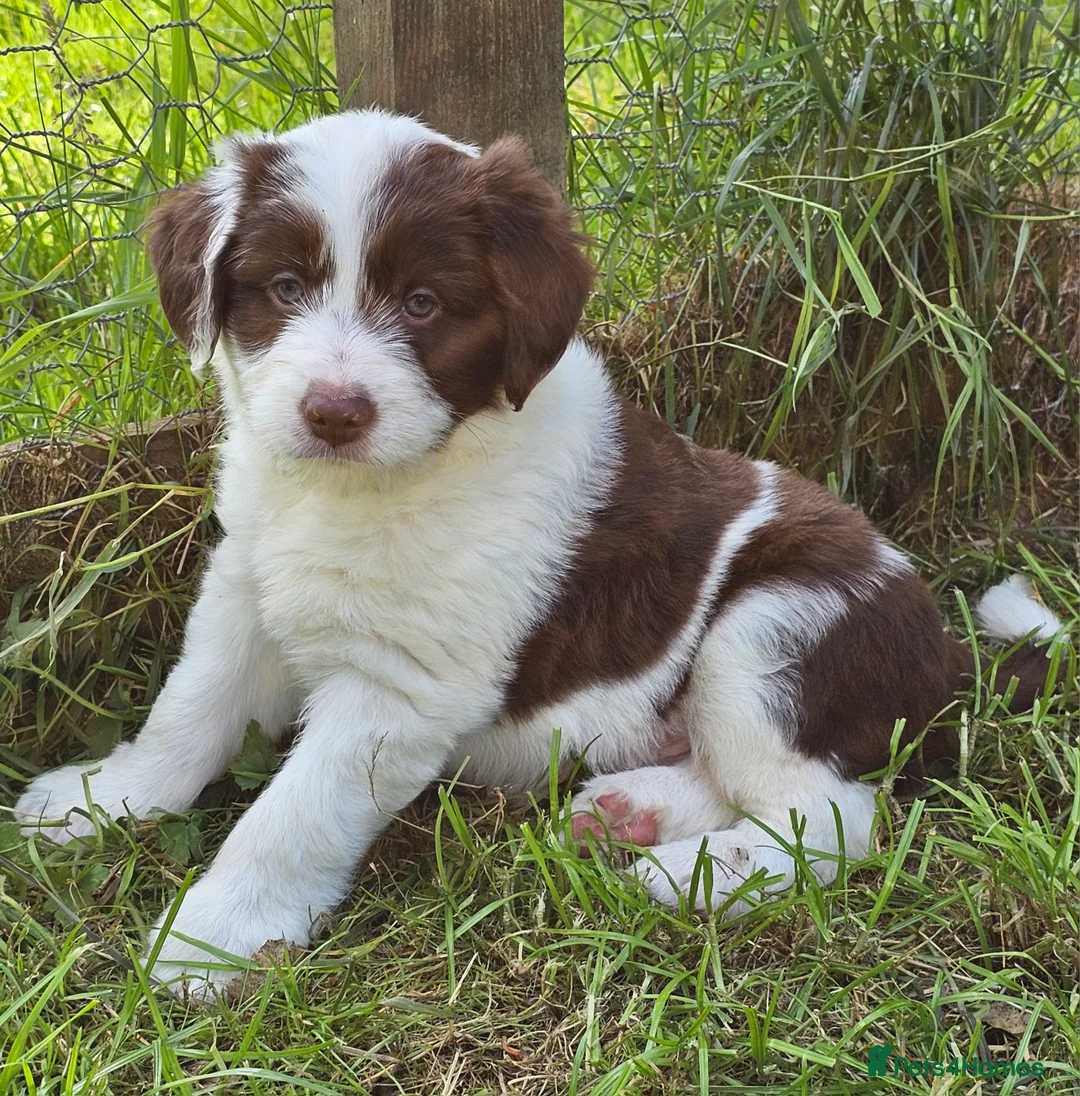 Bordoodle dogs for sale: Handsome doodle boy pups - Advert 2