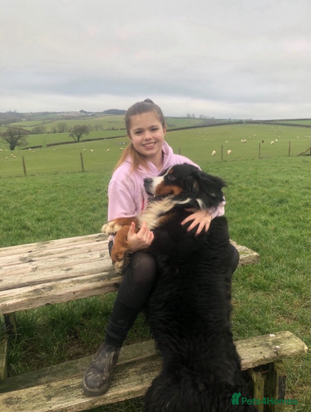 Bernese Mountain Dog dogs for sale: Beutiful girls and boys available  - Image 11