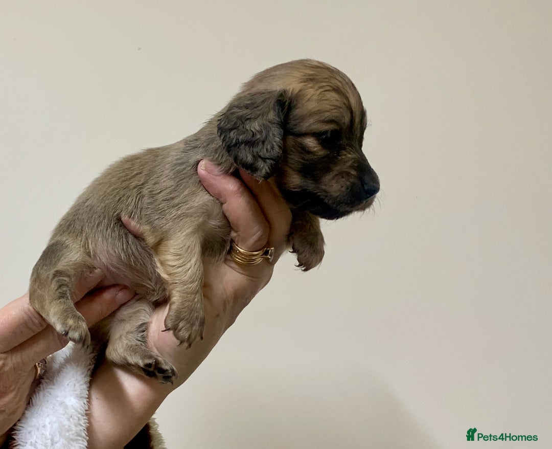Miniature Dachshund dogs for sale: KC reg mini Longhaired Dachshunds - Advert 8