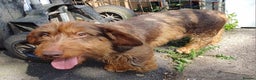 Dachshund dogs for stud: Standard wirehaired dachshund STUD in Abertillery - Advert 3