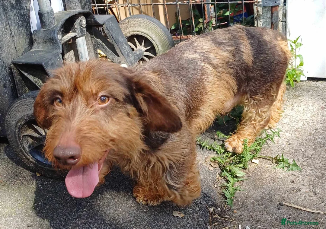 Dachshund dogs for stud: Standard wirehaired dachshund STUD in Abertillery - Advert 3