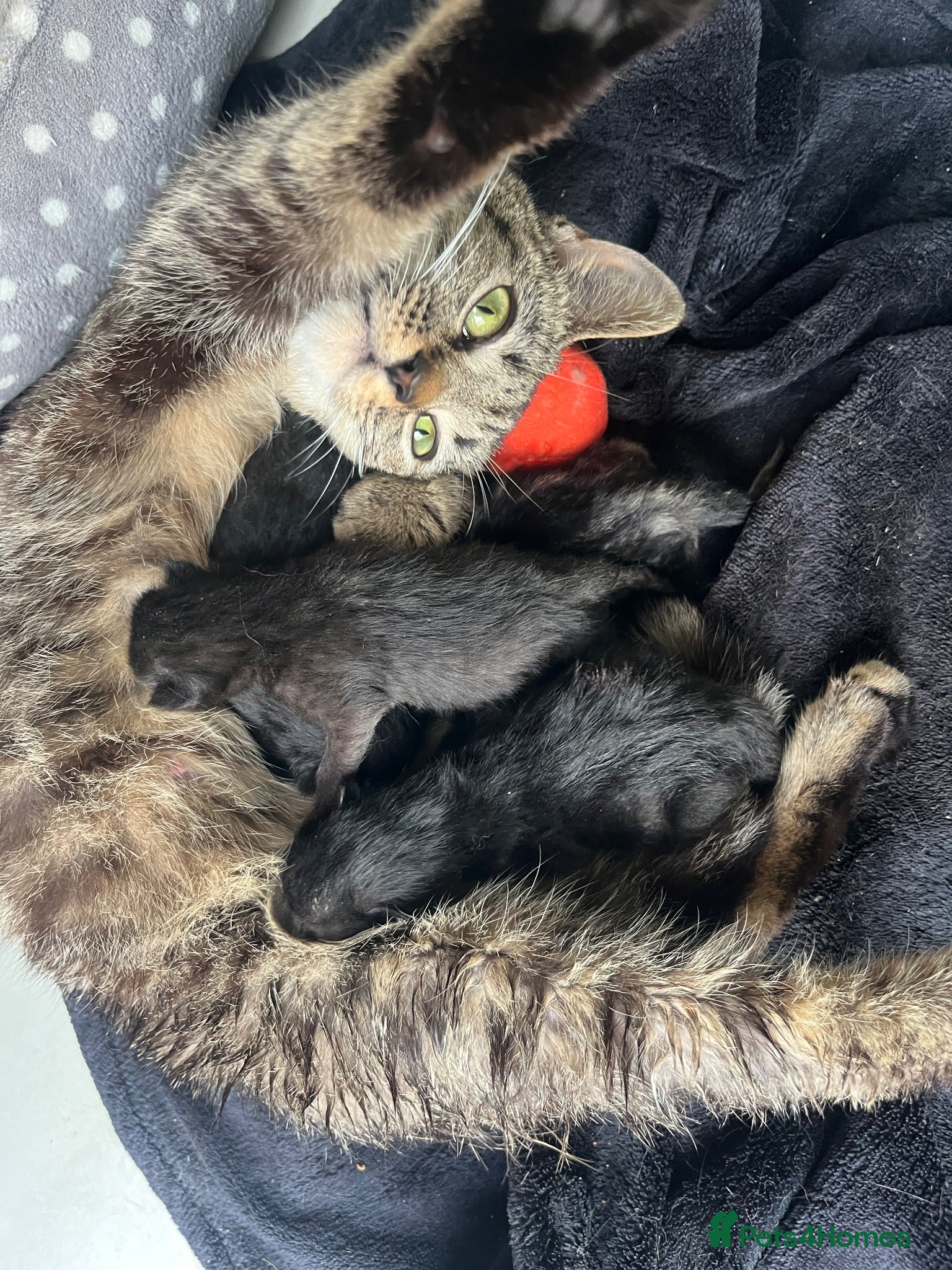 Domestic Shorthair cats Sociable Kittens - Advert 3