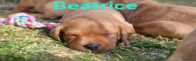 Beatrice 