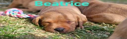 Labrador Retriever dogs for sale: Fox red Labrador puppies - Advert 27