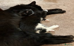 Mixed Breed cats for sale: Gorgeous, playful little kittens - Image 7