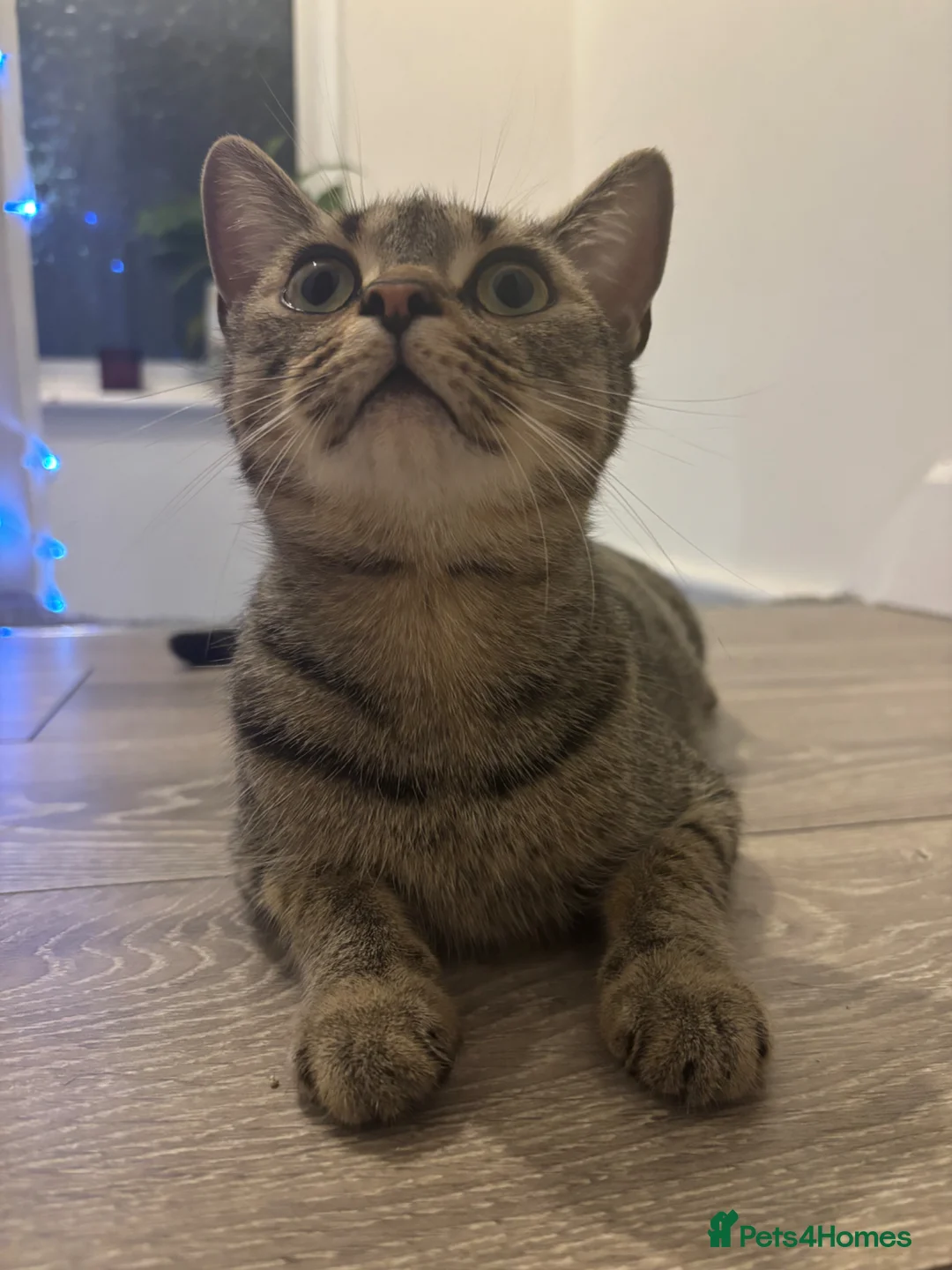 Mixed Breed cats for sale: Milo  - Advert 1