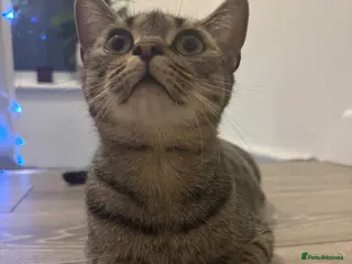 Mixed Breed cats Milo - Advert 4