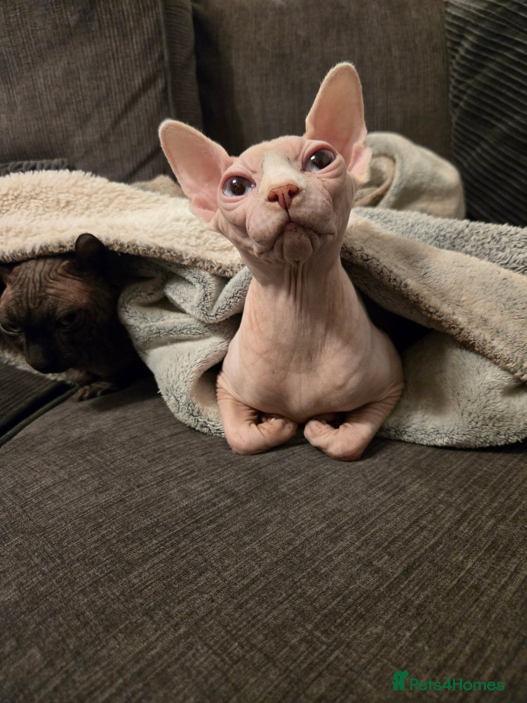 Sphynx cats for sale: 2 males - Advert 1