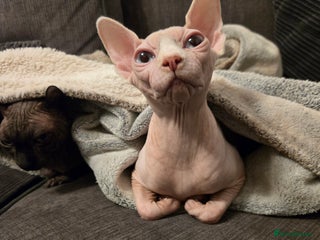 Sphynx cats 2 males - Advert 17