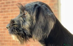 Mixed Breed dogs for sale: Lenny & Lulu - Image 5