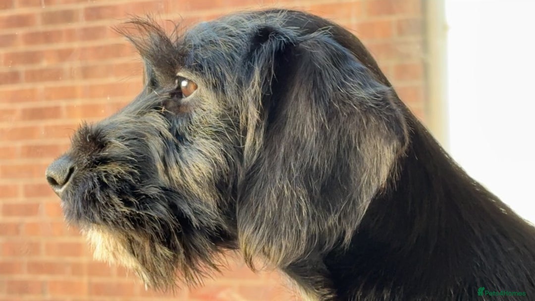 Mixed Breed dogs for sale: Lenny & Lulu - Image 5