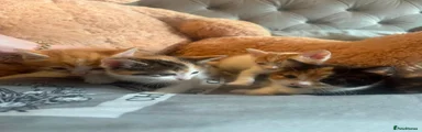 Mixed Breed 4