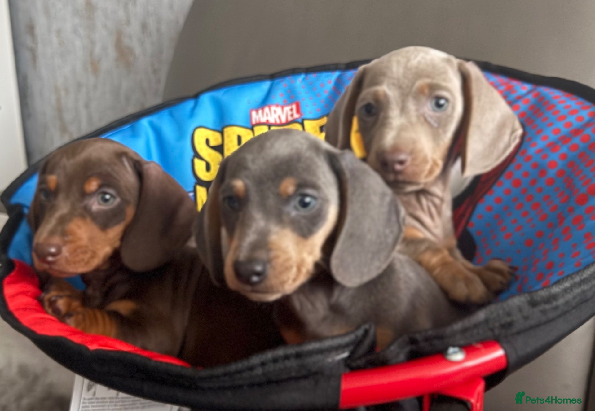 Dachshund dogs Beautiful Dachshund puppies  - Advert 1
