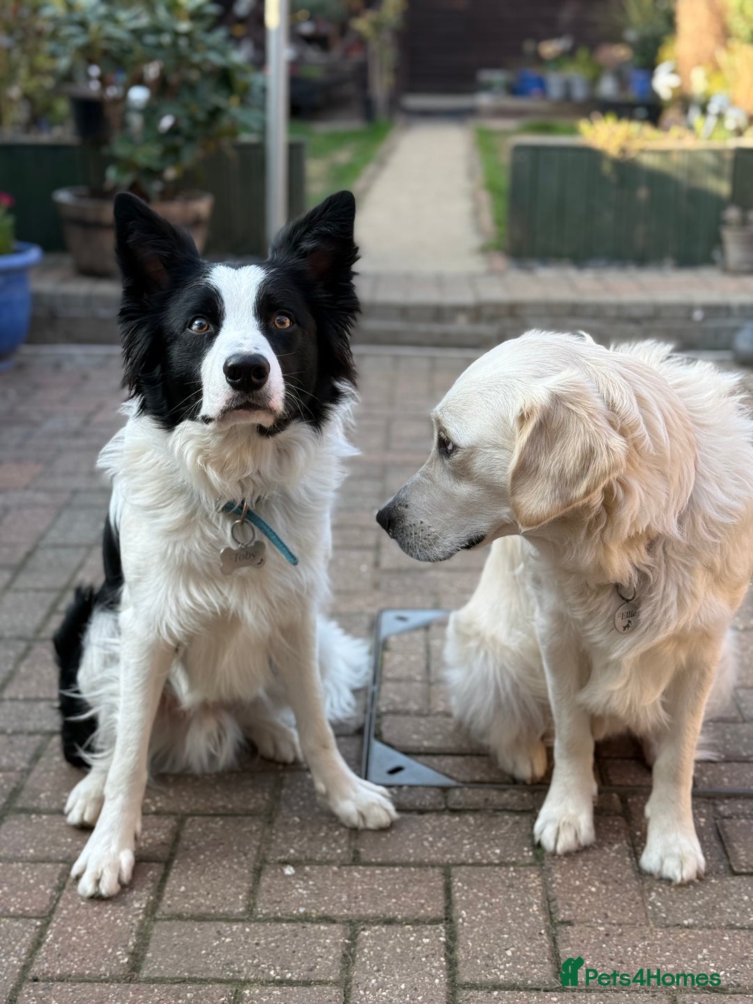 Mixed Breed dogs for sale: Looking for new best forever home for my dogs - Advert 4