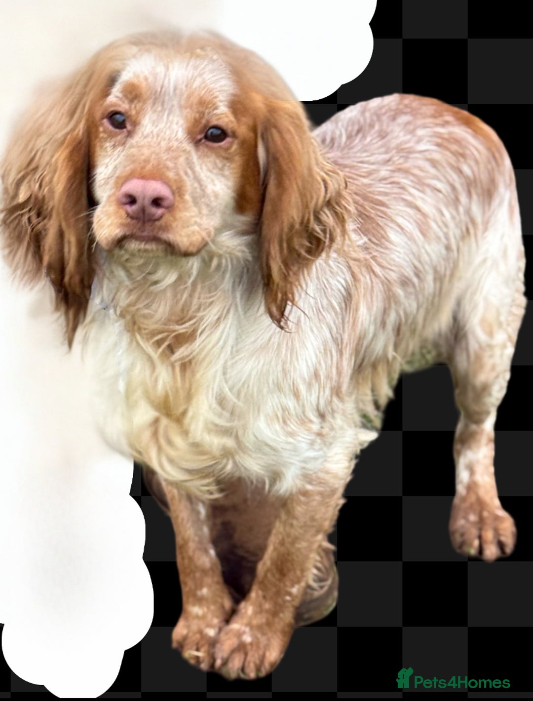 Cocker Spaniel dogs for stud: Working cocker Spainel standing at stud  in Royston - Image 1
