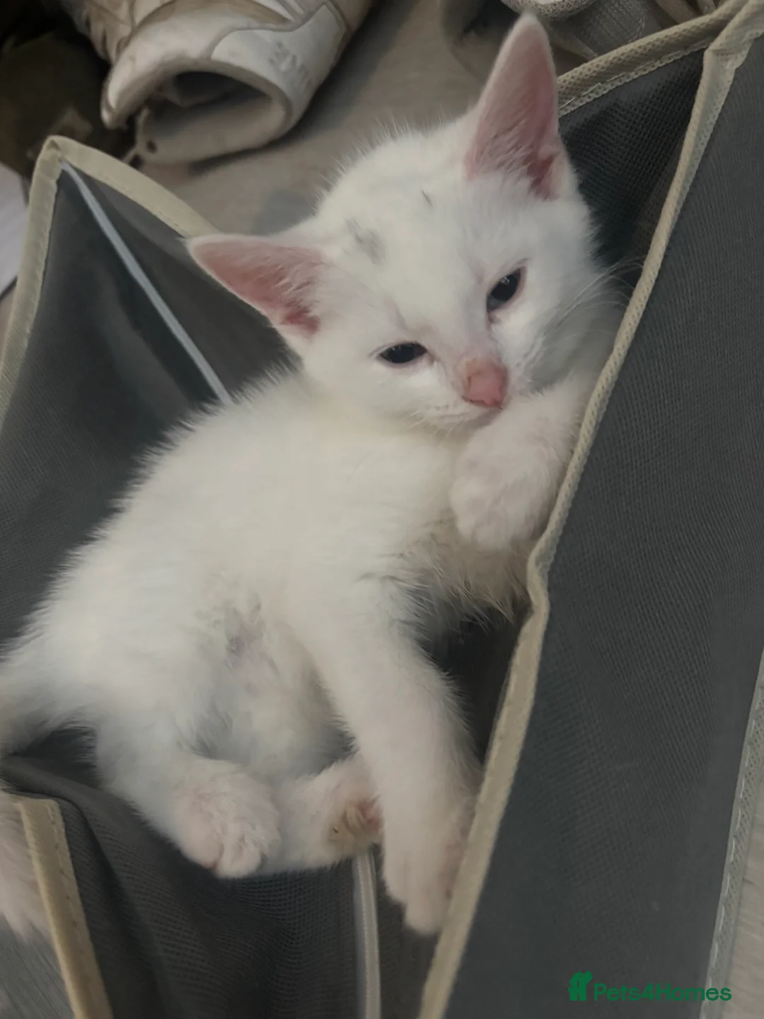 Mixed Breed cats for sale: two beautiful female white kittens in Brockenhurst - Advert 5