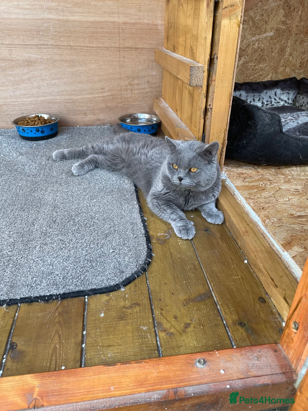 British Shorthair cats for stud: British Shorhair Blue male for stud in Manchester - Advert 3