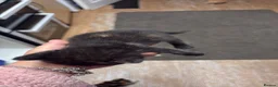 Mixed Breed cats for sale: 7 beautiful kittens  - Advert 14