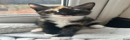 Mixed Breed cats for sale: 1 girl left looking for her new home  - Advert 2